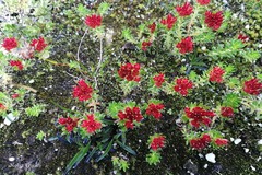 Rhodiola fastigiata